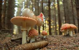 Légyölő galóca (Amanita muscaria)